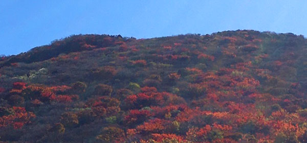 牧の戸峠の赤や黄色に染まる紅葉、長者原の一面のススキ、くじゅうは日差しをうけてキラキラ輝いてます。