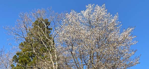 只今、園内の山桜が満開です。また、シラネアオイが開花中！黄カタクリは只今つぼみです。開花まであと一週間の予定！今月の休業日は6日、14日、21日です。